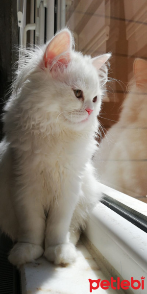 Chinchilla, Kedi  çiçi fotoğrafı