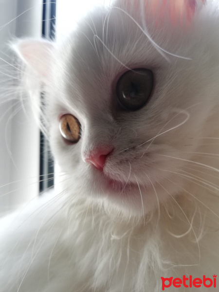 Chinchilla, Kedi  çiçi fotoğrafı