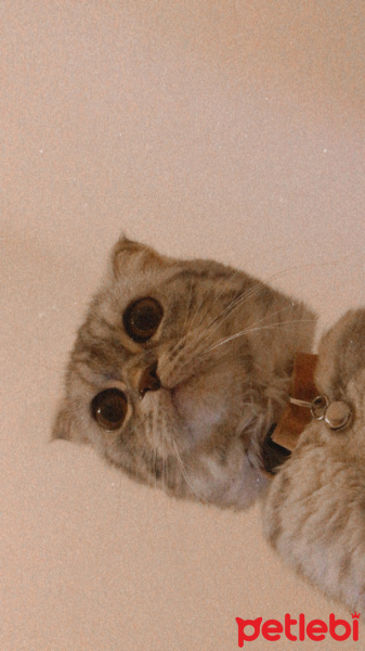 Scottish Fold, Kedi  Truffle fotoğrafı