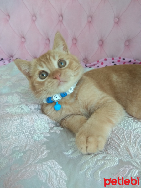 British Shorthair, Kedi  Şakir fotoğrafı