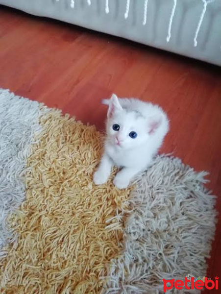 Van Kedisi, Kedi  Mia fotoğrafı