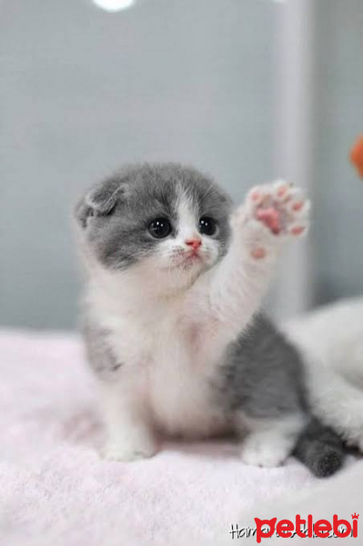Van Kedisi, Kedi  Mia fotoğrafı