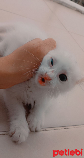 Van Kedisi, Kedi  Mia fotoğrafı