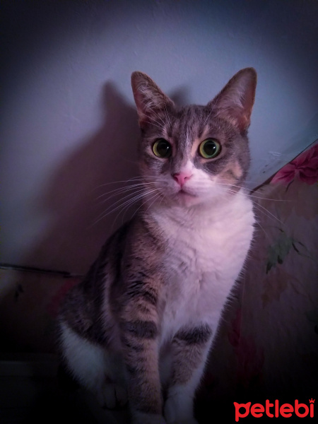 Tekir Kedi, Kedi  Ponpon fotoğrafı