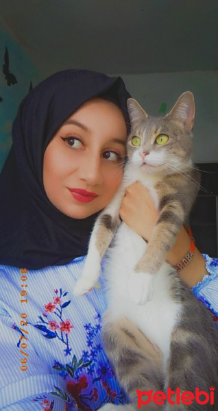 Tekir Kedi, Kedi  Ponpon fotoğrafı