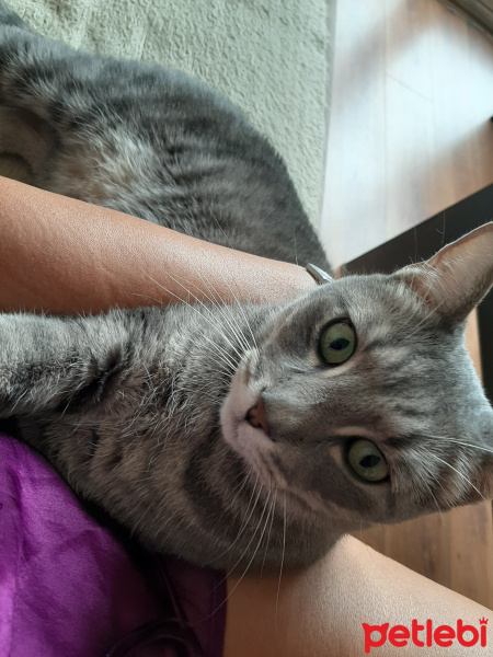 Tekir Kedi, Kedi  GRIMM fotoğrafı