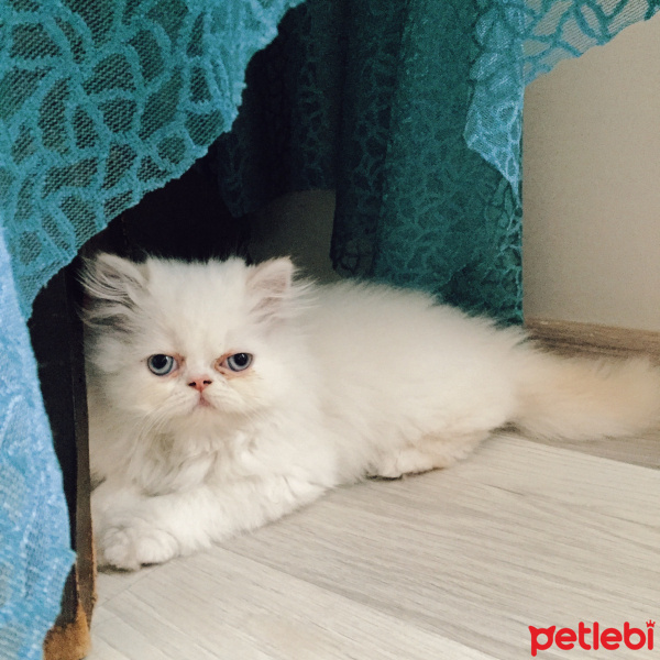 İran Kedisi (Persian), Kedi  Muço fotoğrafı