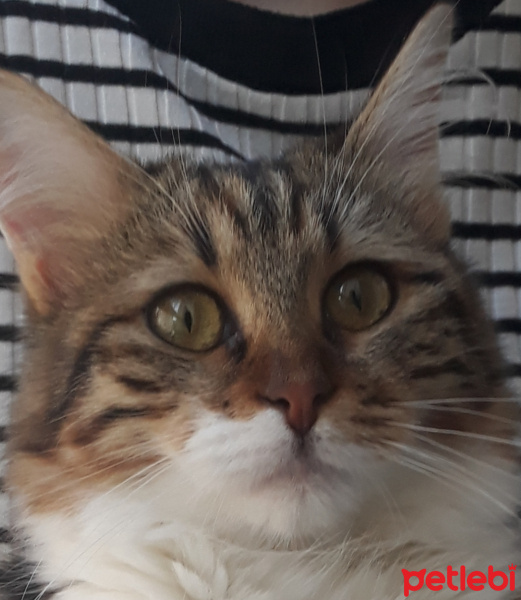 Maine Coon, Kedi  Mila fotoğrafı