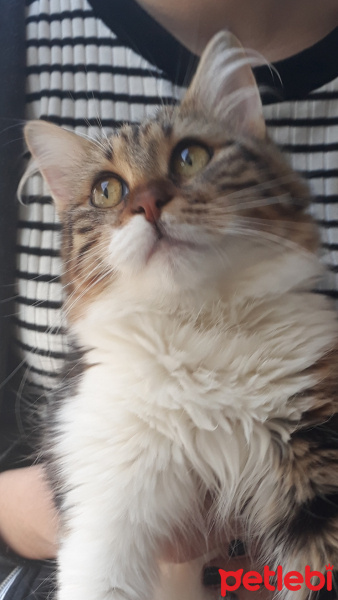 Maine Coon, Kedi  Mila fotoğrafı