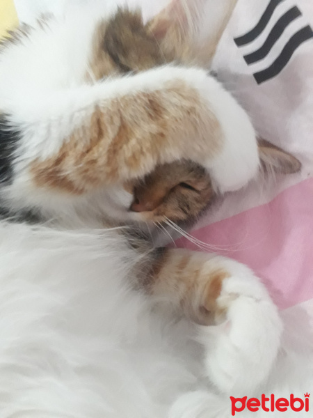 Maine Coon, Kedi  Mila fotoğrafı