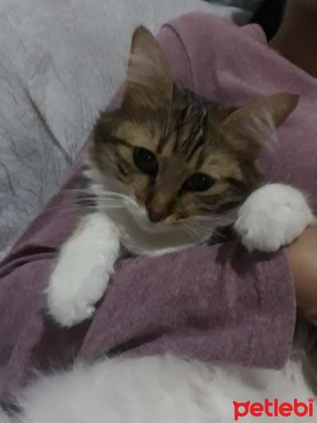 Maine Coon, Kedi  Mila fotoğrafı