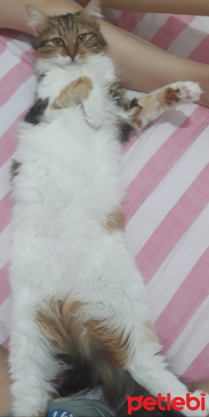 Maine Coon, Kedi  Mila fotoğrafı