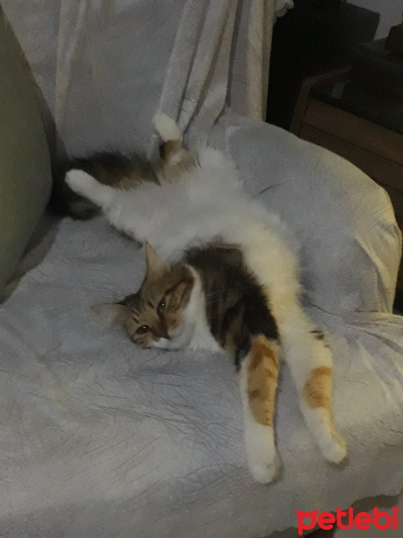 Maine Coon, Kedi  Mila fotoğrafı