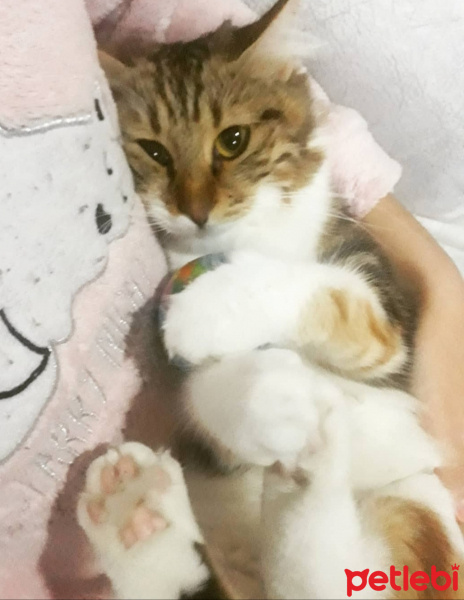 Maine Coon, Kedi  Mila fotoğrafı