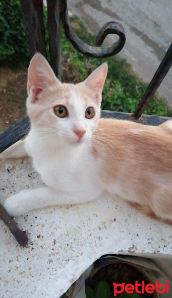 Soke, Kedi  Karamel fotoğrafı