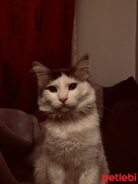 Norwegian Forest, Kedi  Sekiz fotoğrafı