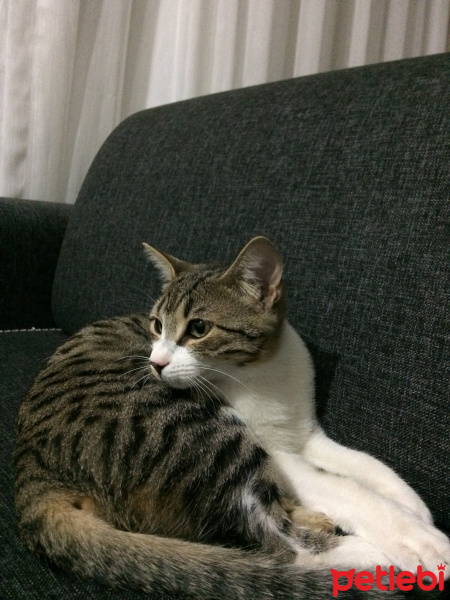 Tekir Kedi, Kedi  Şirine fotoğrafı