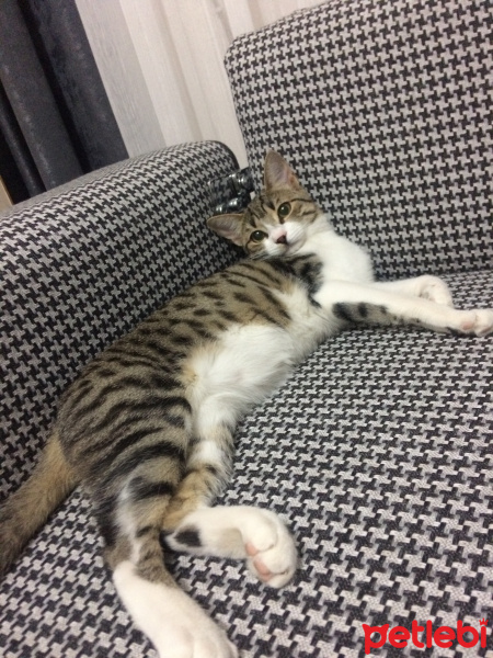 Tekir Kedi, Kedi  Şirine fotoğrafı