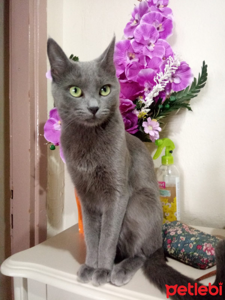 Mavi Rus, Kedi  Duman fotoğrafı