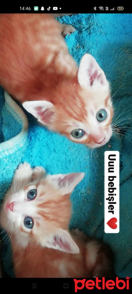 Tekir Kedi, Kedi  Mabel,Paytak fotoğrafı