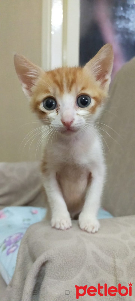 Tekir Kedi, Kedi  Mabel,Paytak fotoğrafı