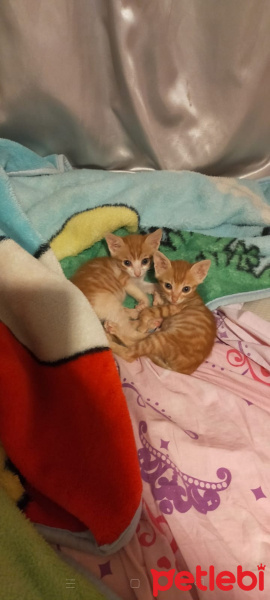 Tekir Kedi, Kedi  Mabel,Paytak fotoğrafı