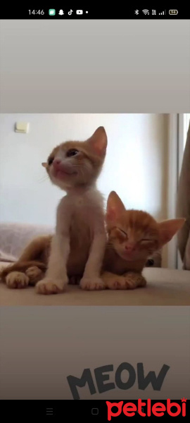 Tekir Kedi, Kedi  Mabel,Paytak fotoğrafı