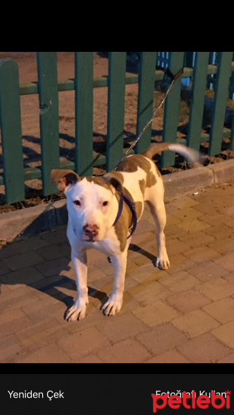 Amerikan Pitbull Terrier, Köpek  Sirius fotoğrafı