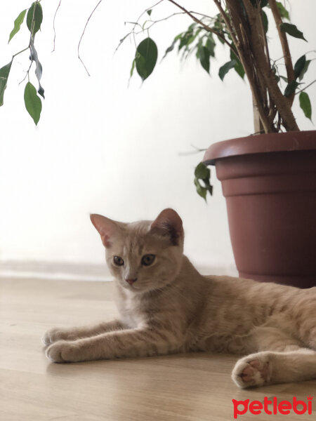 British Shorthair, Kedi  Simba fotoğrafı