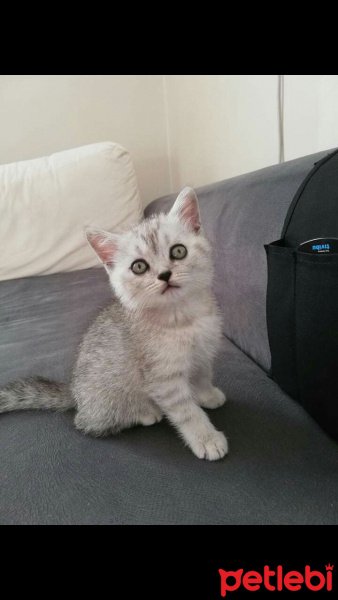 Scottish Fold, Kedi  Minnak fotoğrafı