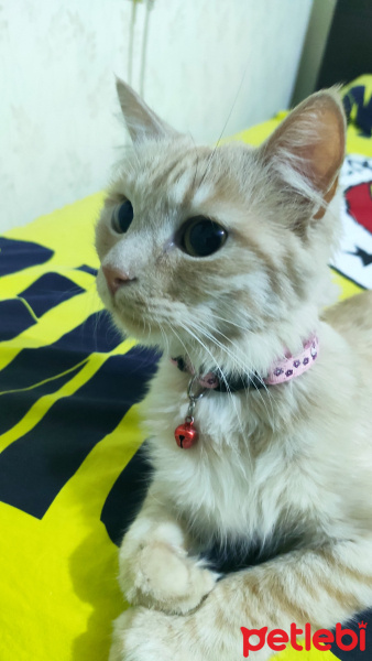Tekir Kedi, Kedi  pamuk fotoğrafı