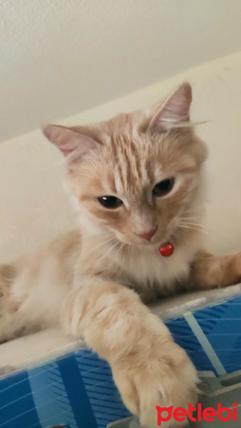 Tekir Kedi, Kedi  pamuk fotoğrafı