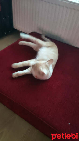 Tekir Kedi, Kedi  pamuk fotoğrafı