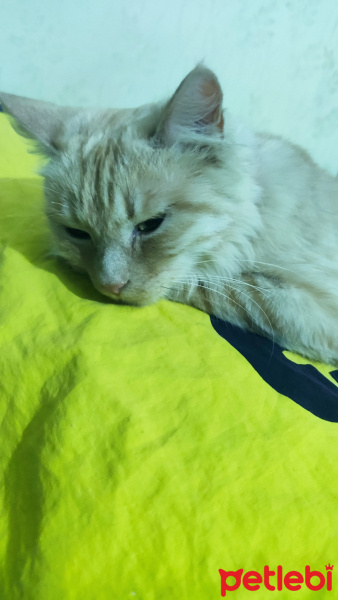 Tekir Kedi, Kedi  pamuk fotoğrafı
