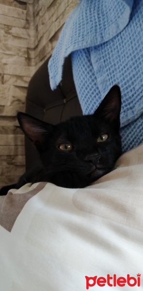 Tekir Kedi, Kedi  Gece fotoğrafı