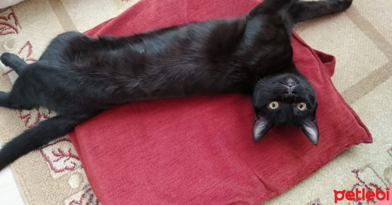 Tekir Kedi, Kedi  Gece fotoğrafı