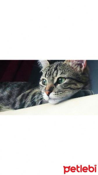 Tekir Kedi, Kedi  Pakize fotoğrafı