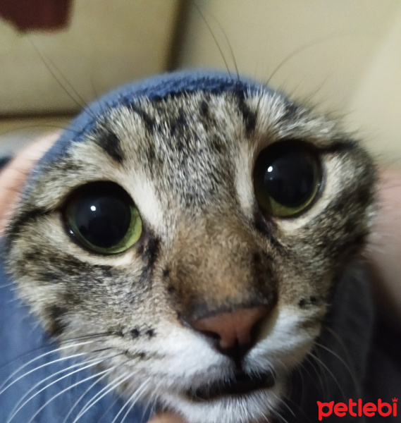 Tekir Kedi, Kedi  Pakize fotoğrafı