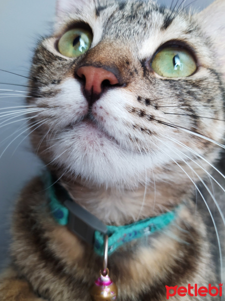 Tekir Kedi, Kedi  Pakize fotoğrafı