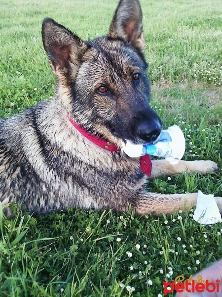 Alman Çoban Köpeği, Köpek  Şila fotoğrafı