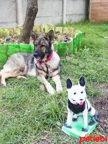 Alman Çoban Köpeği, Köpek  Şila fotoğrafı