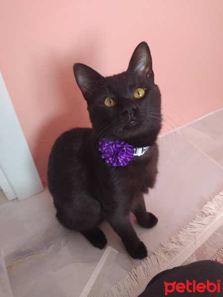 Bombay, Kedi  Şitan fotoğrafı