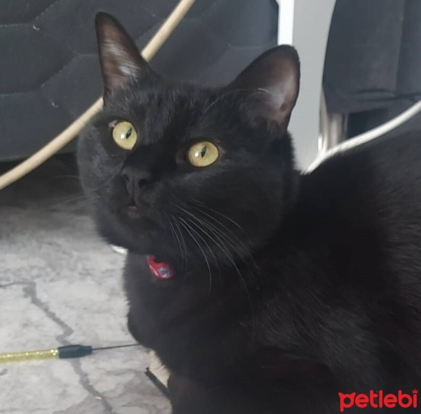 Bombay, Kedi  Şitan fotoğrafı