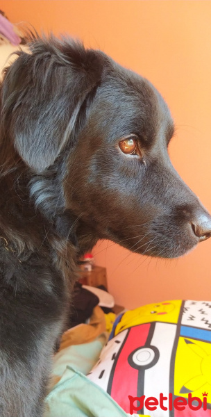 Sokö (Sokak Köpeği), Köpek  Salça fotoğrafı