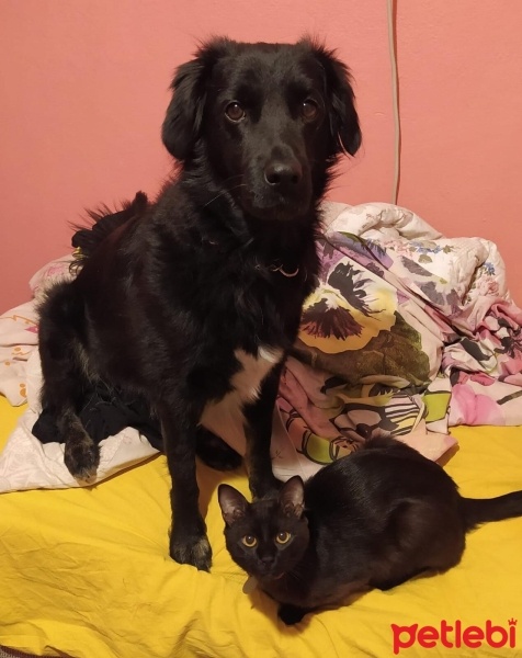 Sokö (Sokak Köpeği), Köpek  Salça fotoğrafı
