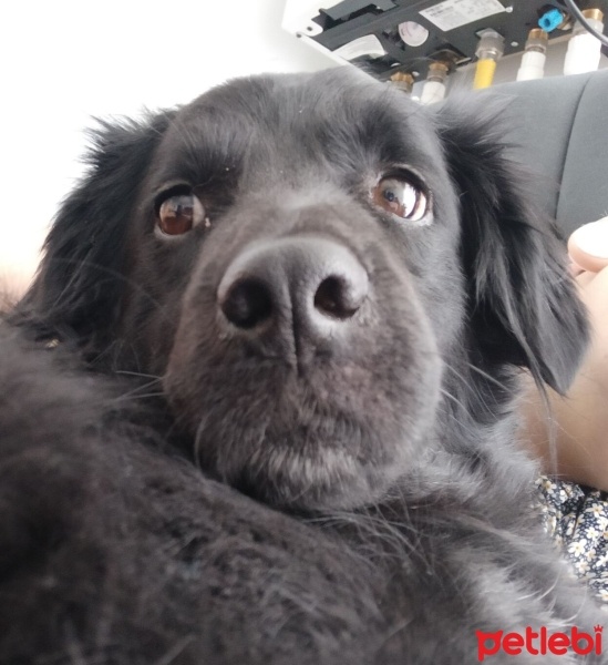 Sokö (Sokak Köpeği), Köpek  Salça fotoğrafı
