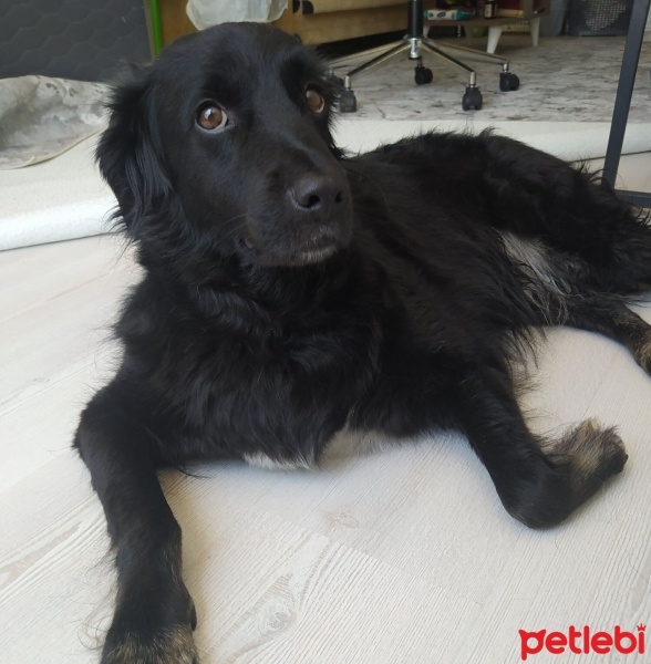 Sokö (Sokak Köpeği), Köpek  Salça fotoğrafı