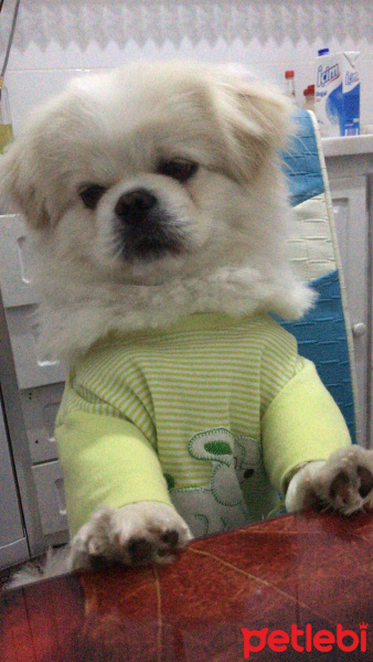 Pekingese, Köpek  Köpük fotoğrafı