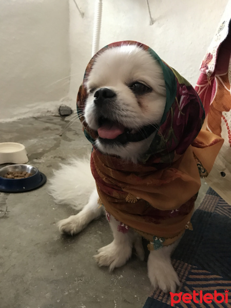 Pekingese, Köpek  Köpük fotoğrafı
