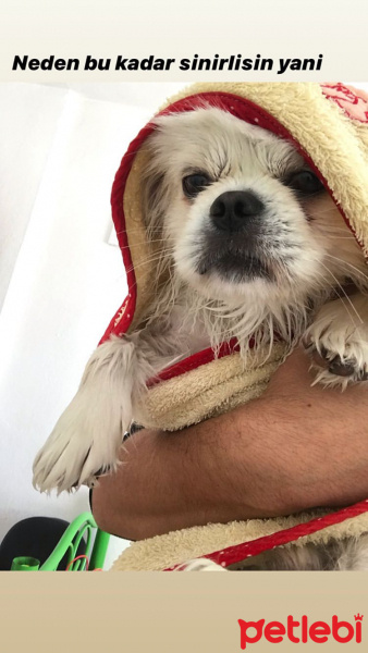 Pekingese, Köpek  Köpük fotoğrafı
